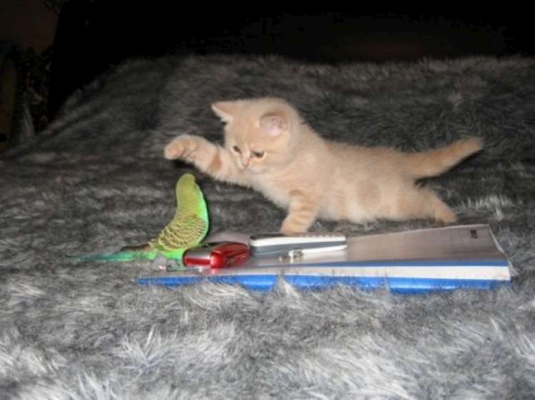 bird-and-cat-are-friends-02