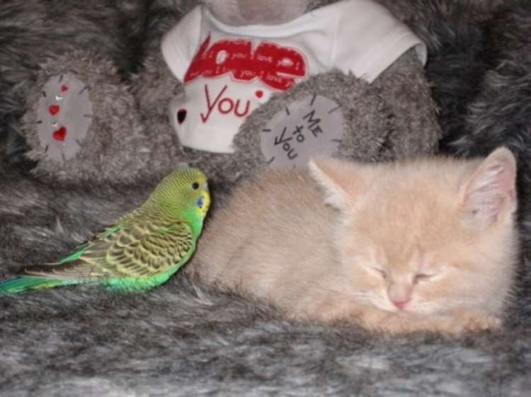 bird-and-cat-are-friends-03
