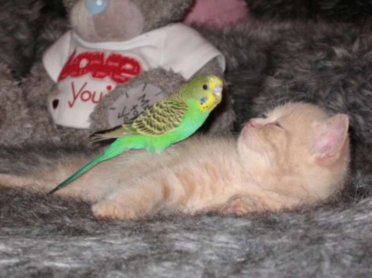 bird-and-cat-are-friends-04
