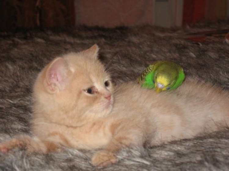 bird-and-cat-are-friends-05