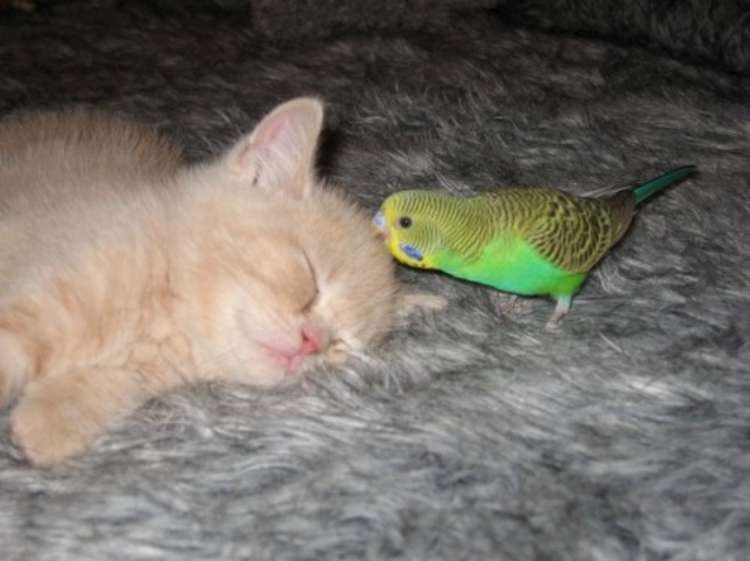 bird-and-cat-are-friends-07