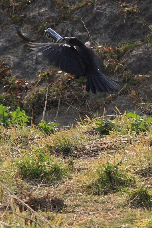 bird-drinking-beer-01