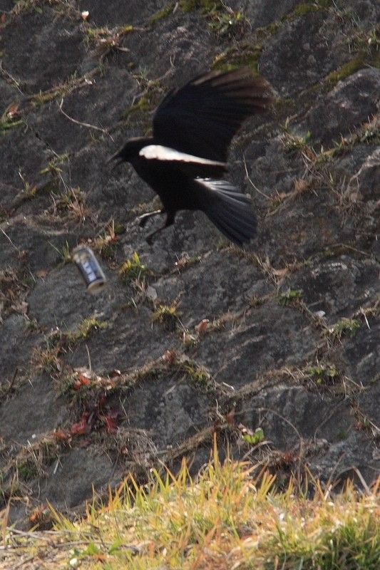 bird-drinking-beer-04