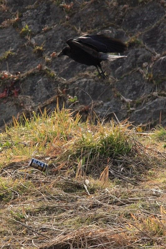 bird-drinking-beer-06