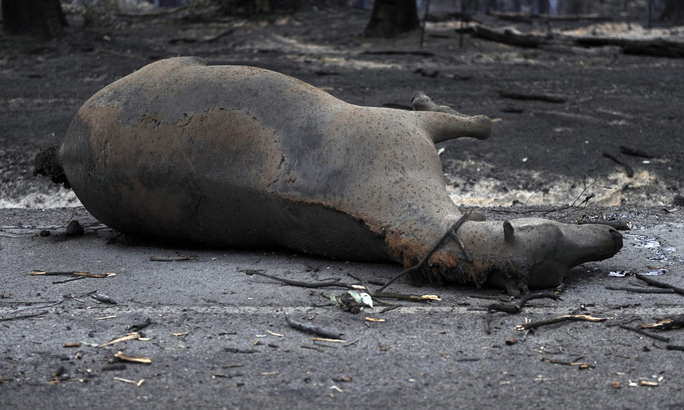 bushfires-in-victoria-australia-16