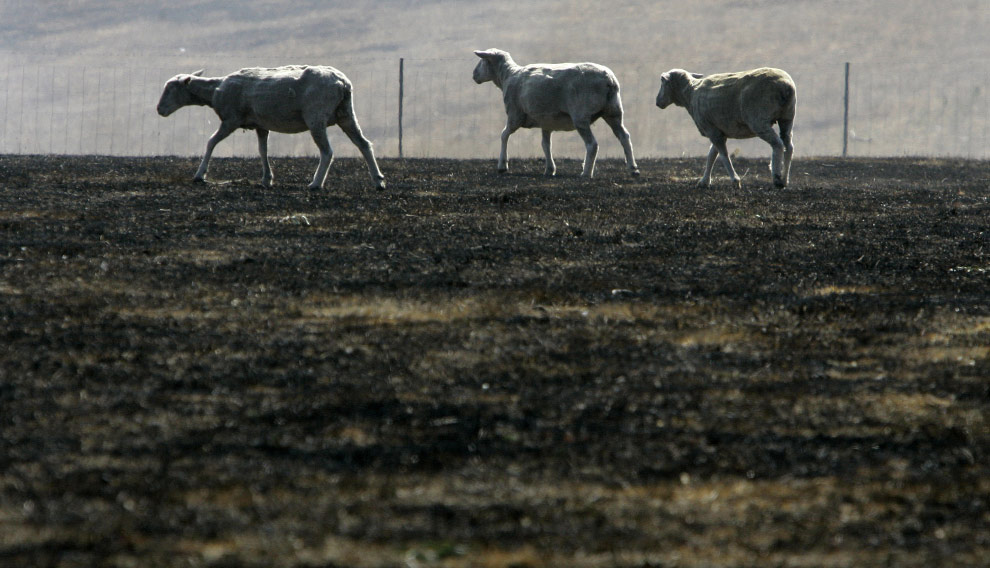 bushfires-in-victoria-australia-33