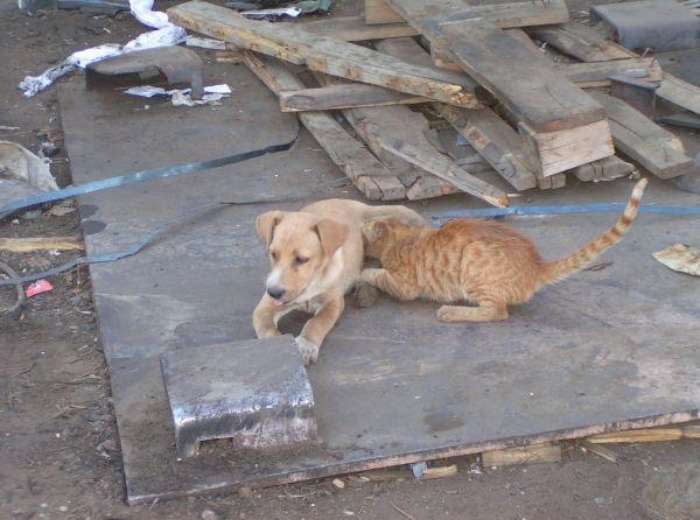 cat-dog-paranormal-01