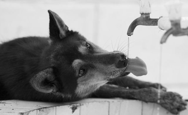 drinking-animals-01