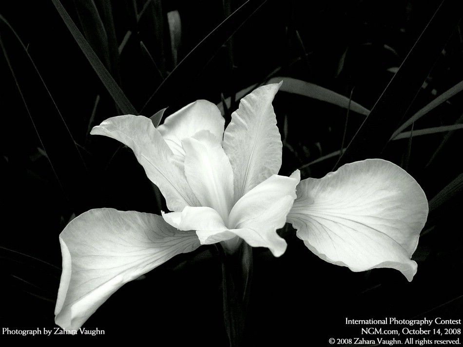 international-photography-contest-37