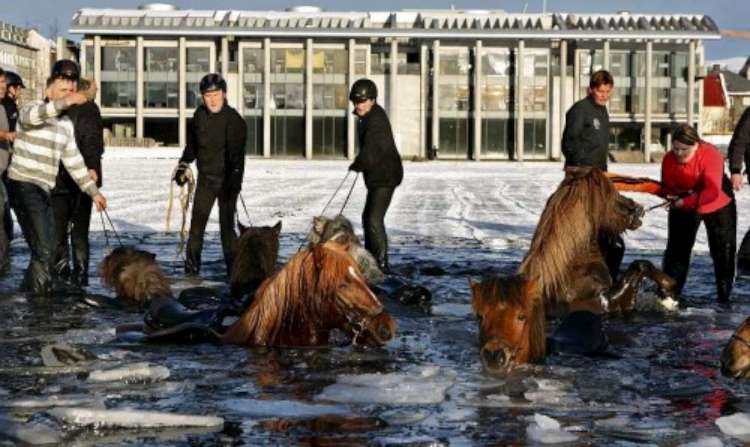 loshadi-provalilis-pod-led-04