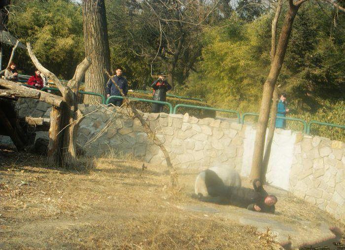 panda-attacks-02