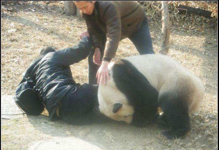 panda-attacks-05