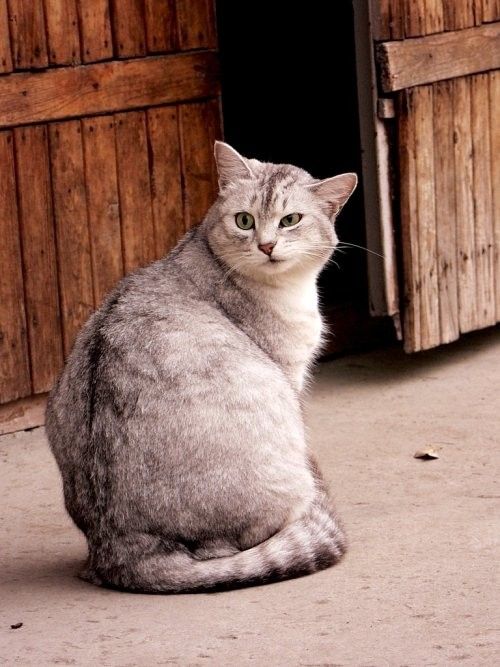 photo-prikol-060209-06