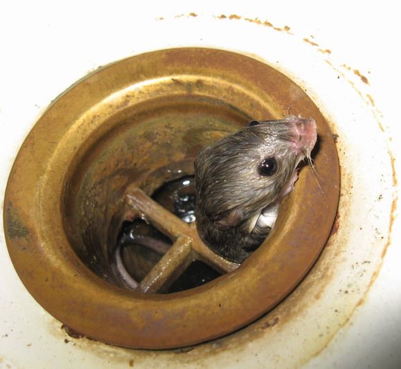 photo-prikol-060209-10