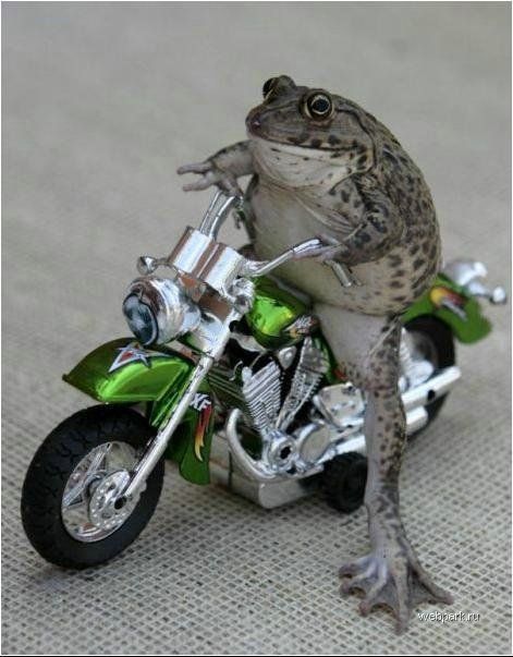 photo-prikol-060209-33