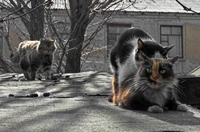 photo-prikol-060209-55