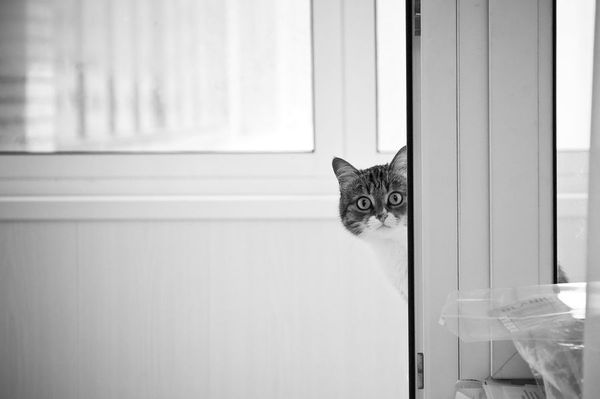 photo-prikol-060209-58