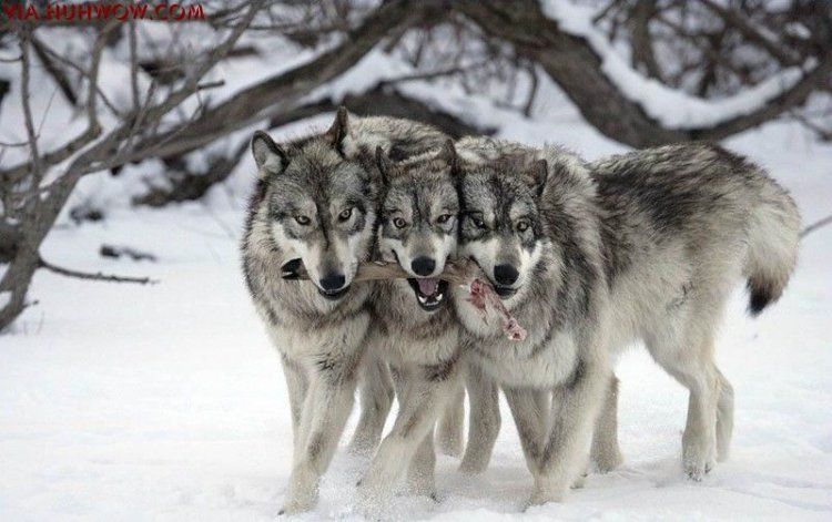 photo-prikol-060209-66