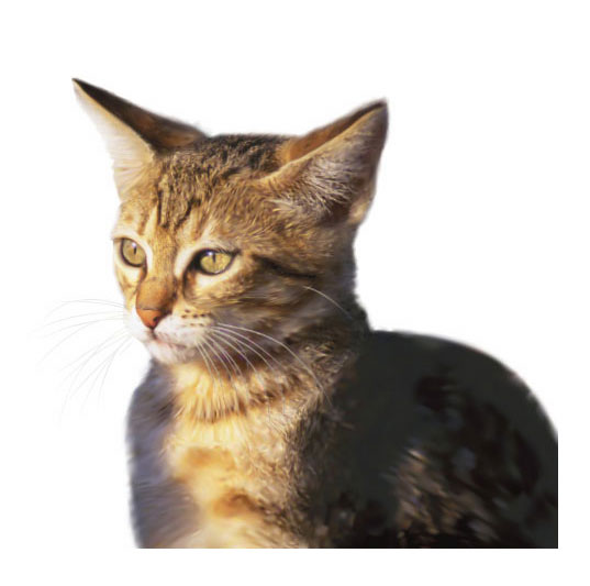 photorealistic-vector-art-35