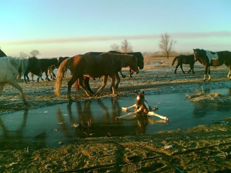 podborka-fotoprikolov-02022009-38