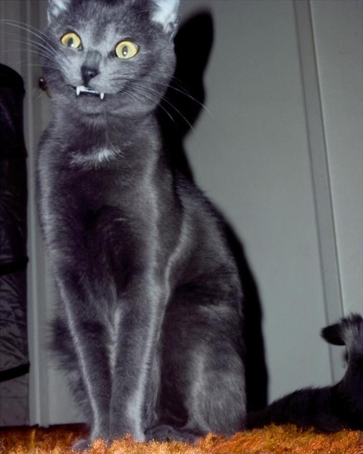 prikolnie-fotki-280209-11