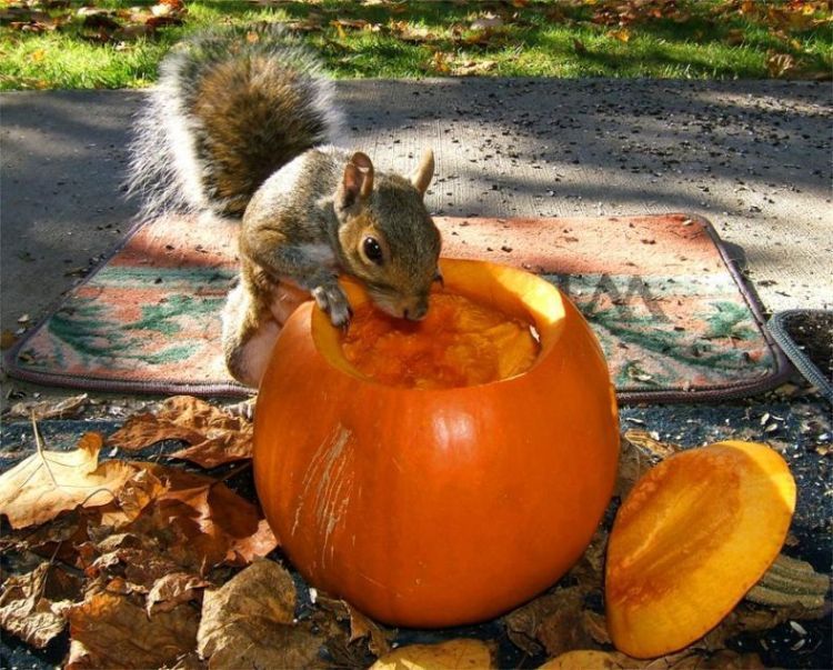 prikolnie-fotki-280209-16