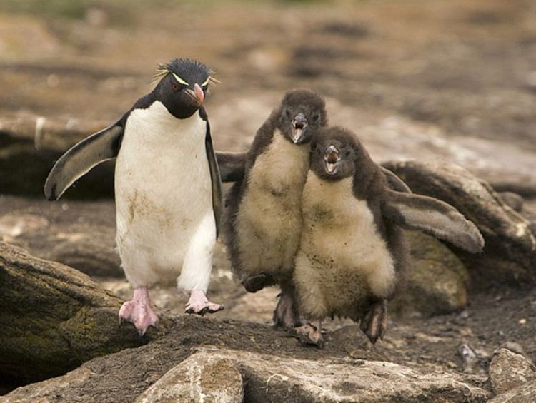 prikolnie-fotki-280209-31