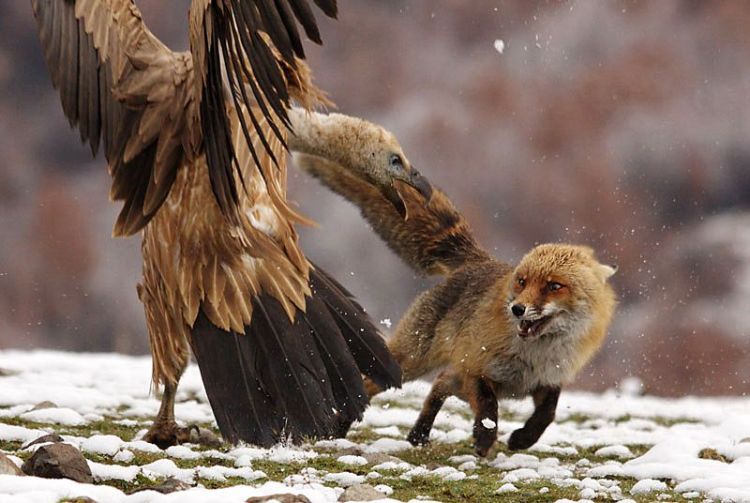 prikolnie-fotki-280209-35