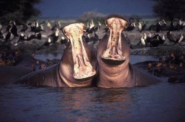 prikolnie-fotki-280209-66