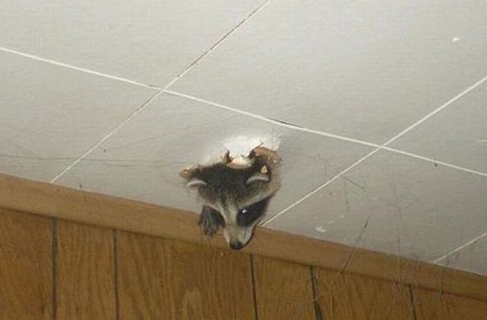 prikolnie-fotki-280209-72