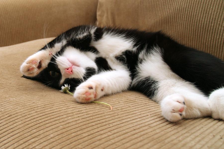 prikolnie-foto-130209-31