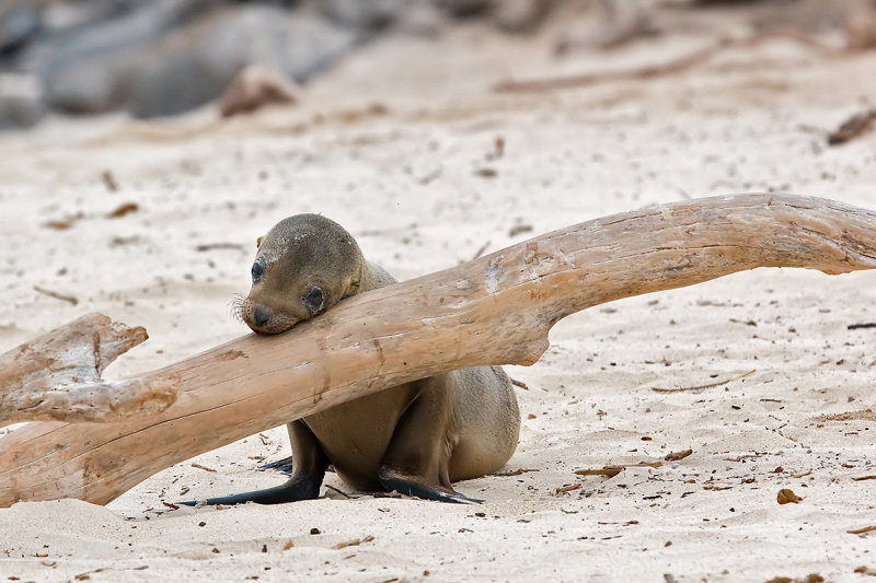 prikolnie-foto-130209-32