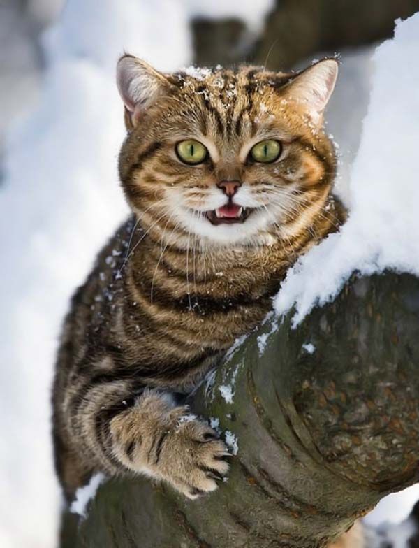 prikolnie-foto-130209-49