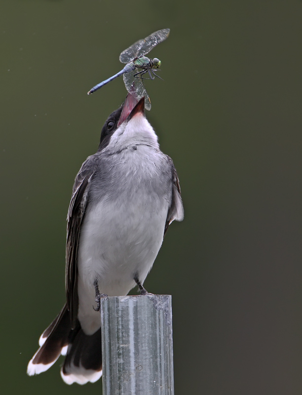 prikolnie-foto-130209-58