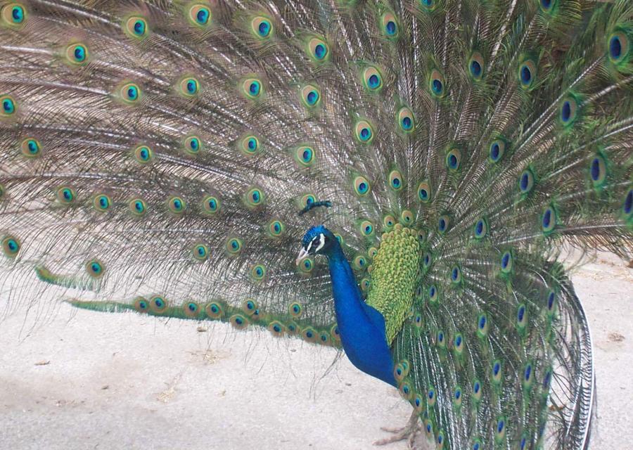 prikolnie-foto-130209-60