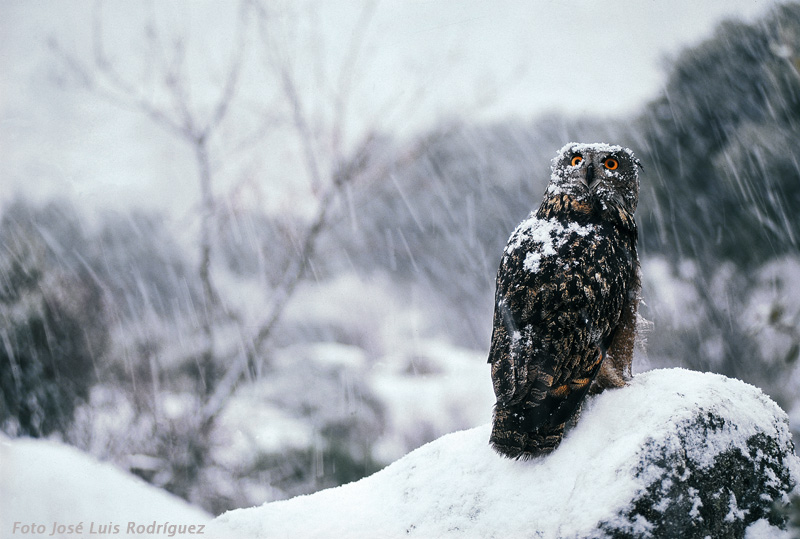 prikolnie-foto-130209-61