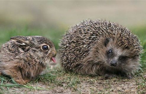 prikolnie-foto-130209-66