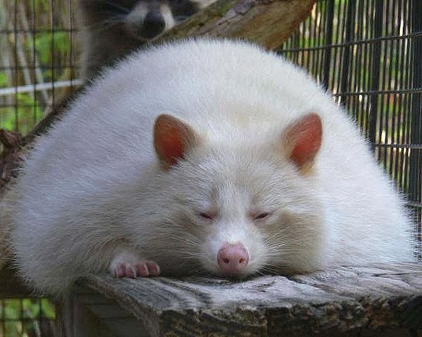 sleeping-animals-17