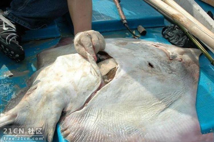 things-inside-stingray-05