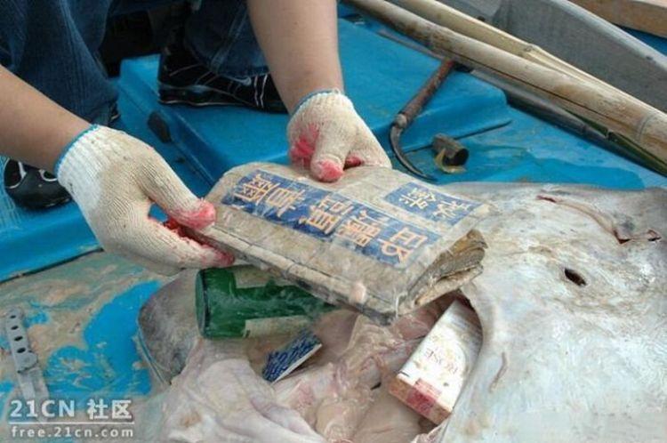 things-inside-stingray-07