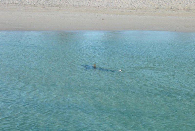 akula-vozle-berega-01