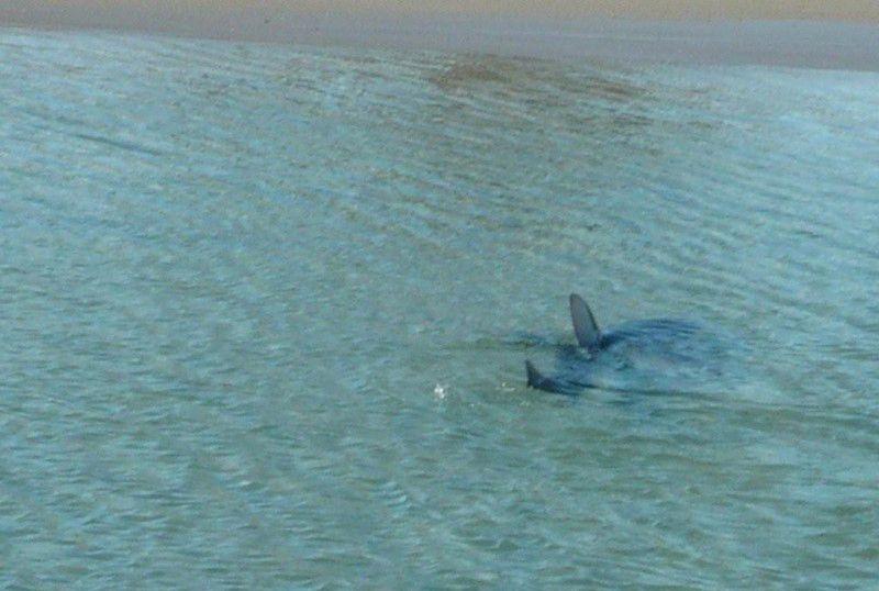 akula-vozle-berega-02