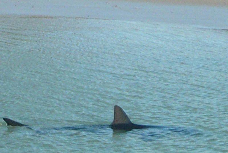 akula-vozle-berega-03