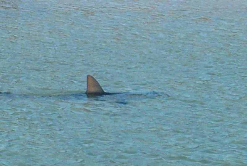 akula-vozle-berega-04