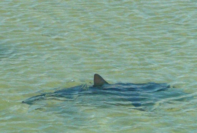 akula-vozle-berega-07