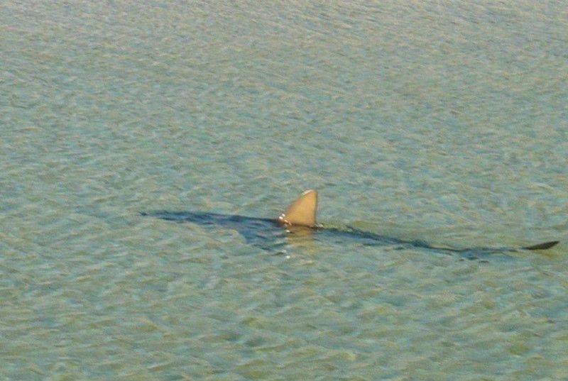 akula-vozle-berega-08