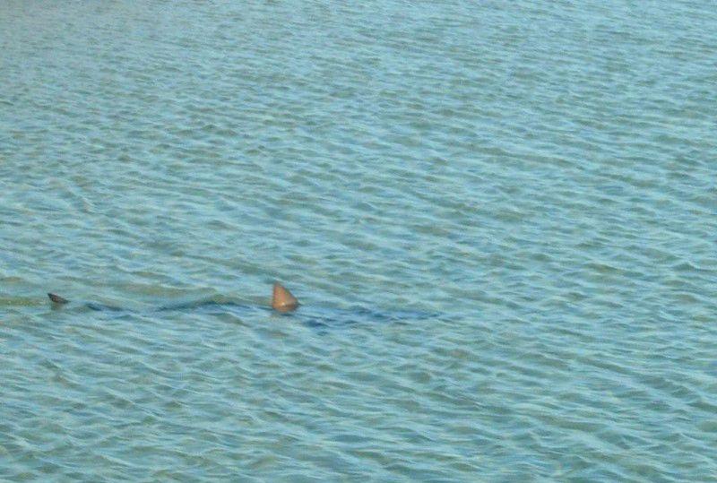 akula-vozle-berega-09