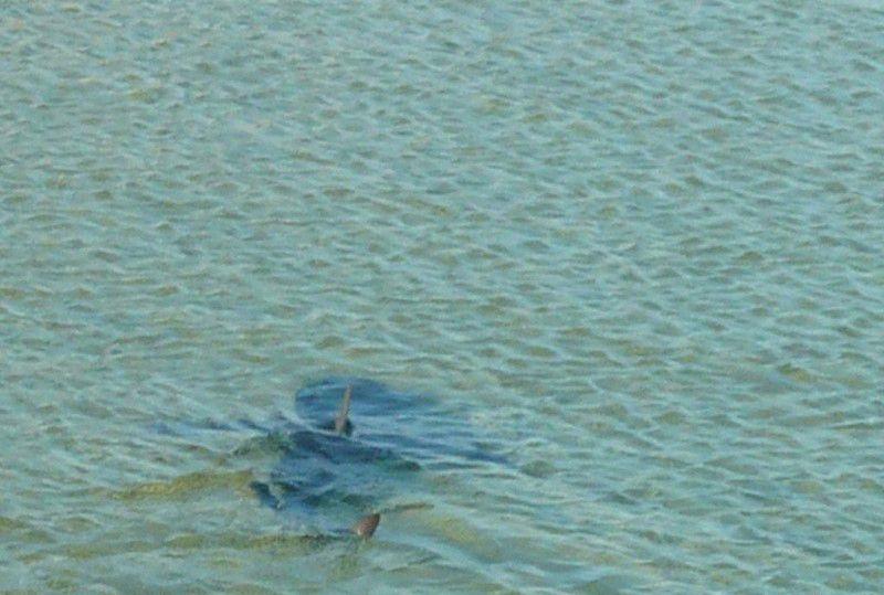 akula-vozle-berega-11