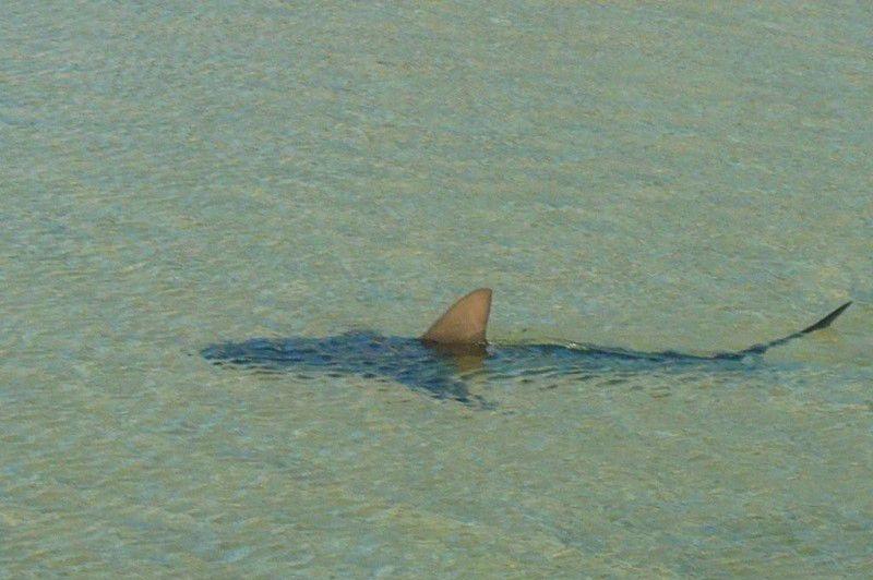 akula-vozle-berega-12