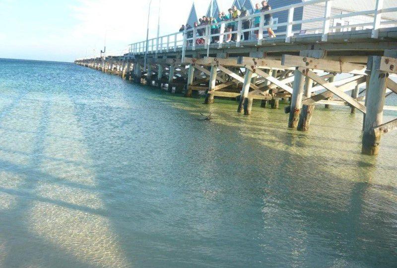 akula-vozle-berega-13